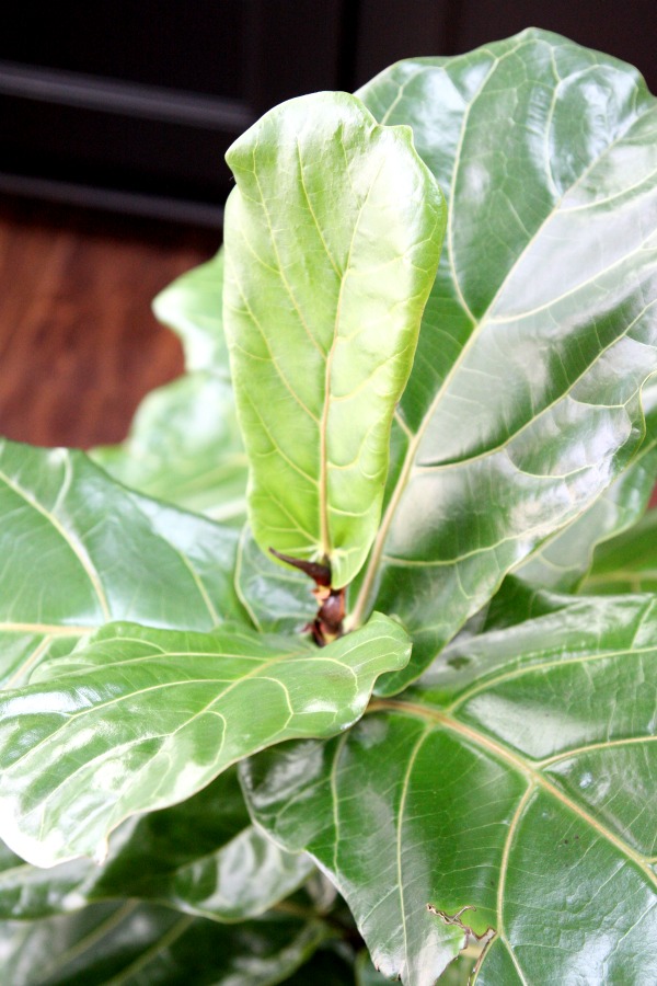 fiddle leaf fig 2