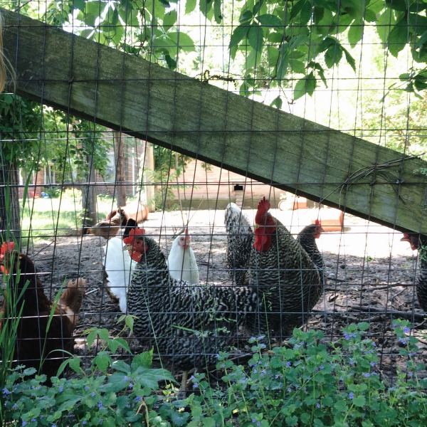 tryon chickens